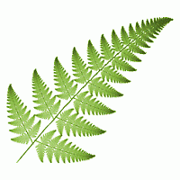 leaf_fractal
