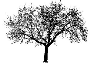 silhouette-tree