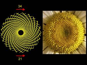 spiralsFibonacci2.jpg.w560h420